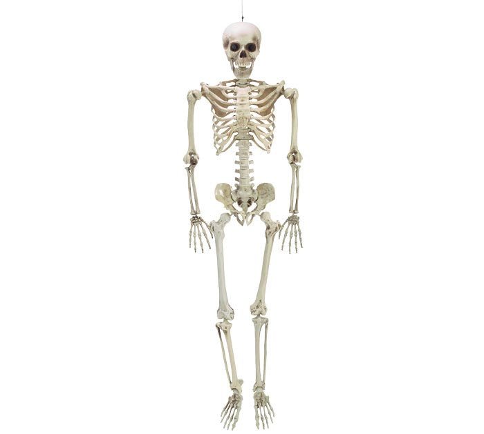 Life-size skeleton Halloween decoration with bendable joints, off-white bones, 60-inch posable prop for haunted house and spooky displays